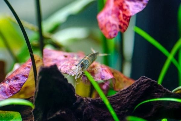 What Is The Ideal Temperature For Amano Shrimps?