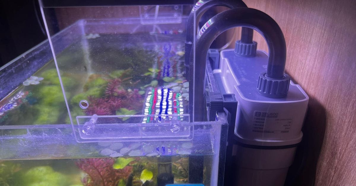 Why Is My Betta Fish Obsessed With Filter