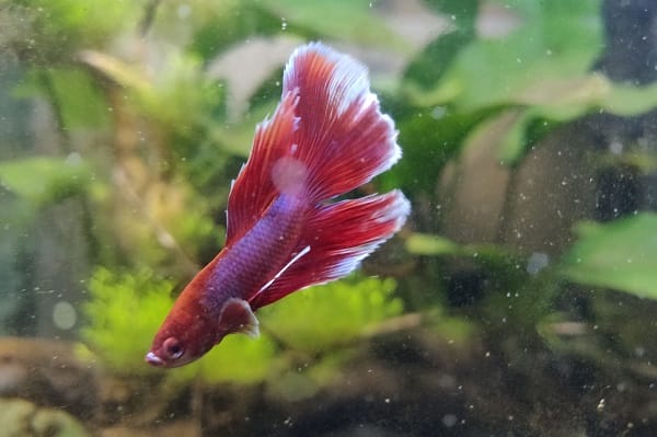 Why Is My Betta Fish Swimming Upside Down? [Probable Reasons]