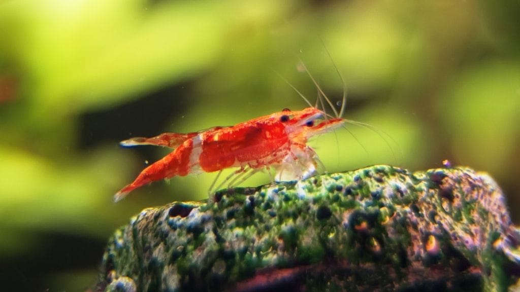 Can Shrimp Eat Other Dead Shrimp In The Tank? 2 Are Amano Shrimps Aggressive