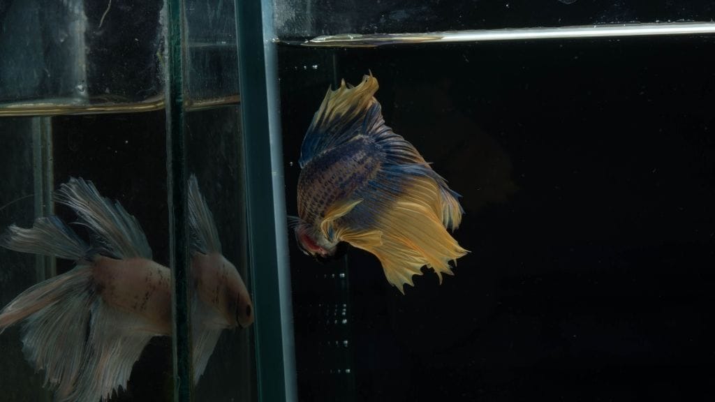 Are Betta Fish Afraid Of The Dark? – Should The Lights Be On?