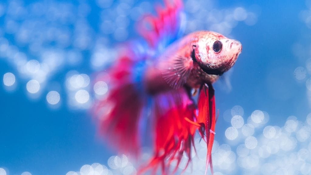 do-betta-fish-need-light-acuario-pets