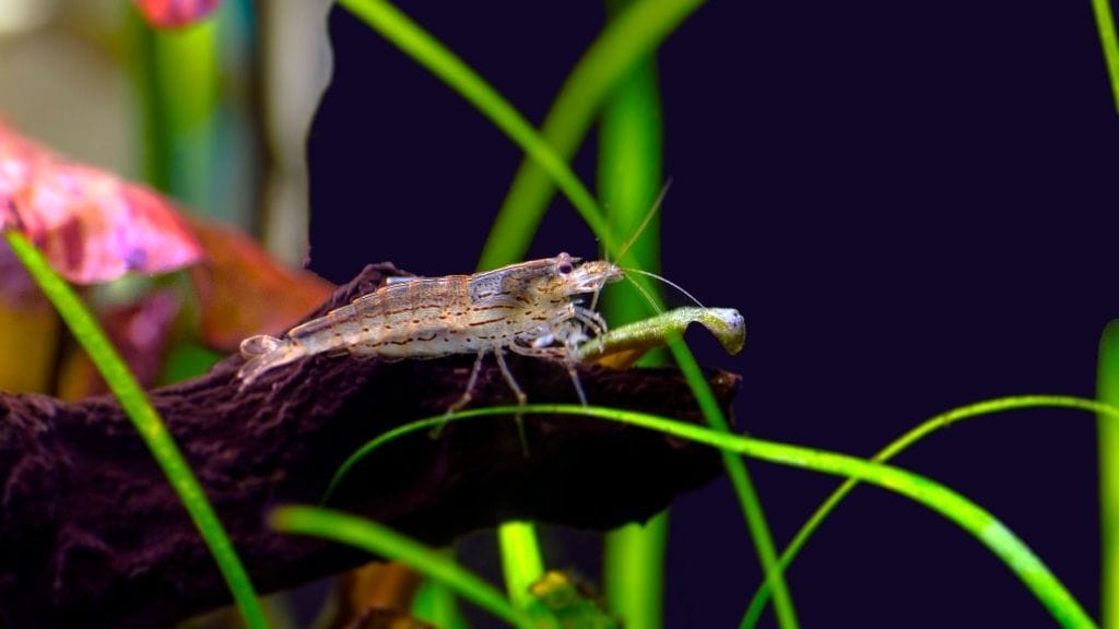 How To Acclimate Amano Shrimp