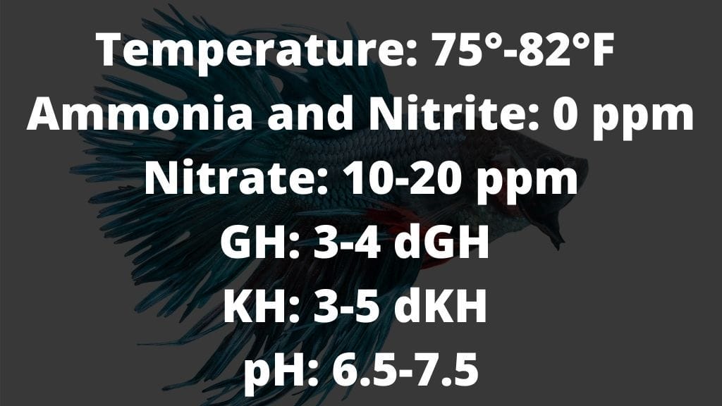 Ideal Water Parameters For Betta