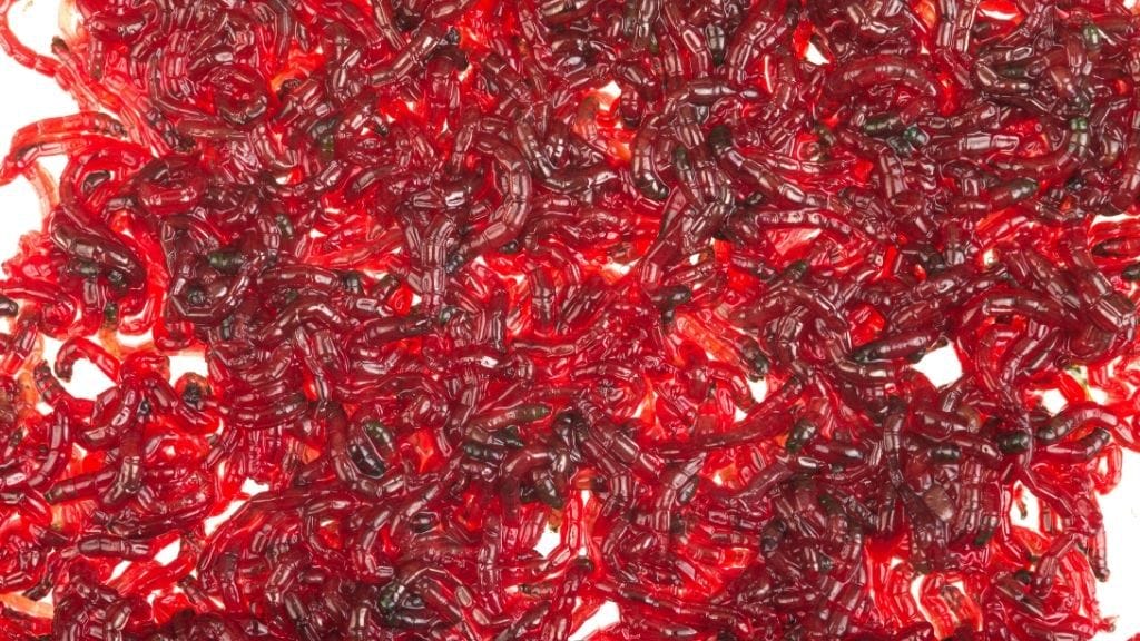 How To Feed Live Worms To Betta? Acuario Pets