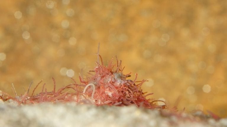 Do Shrimps Eat Worms? [List of Worms]