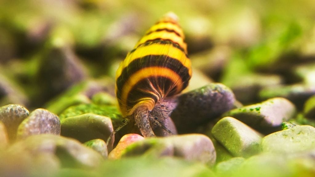 Can Bettas and Snails Get Along? The Experts Weigh In 9 Assassin Snails Can Bettas and Snails Get Along? The Experts Weigh In