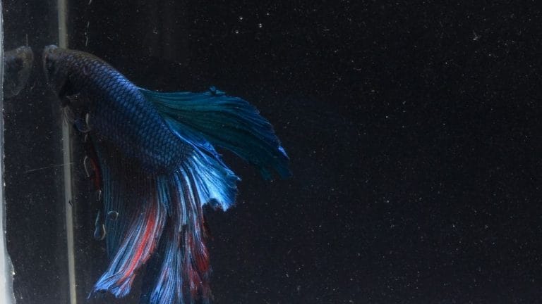 Betta Fin Rot: Causes, Prevention & Best Treatments