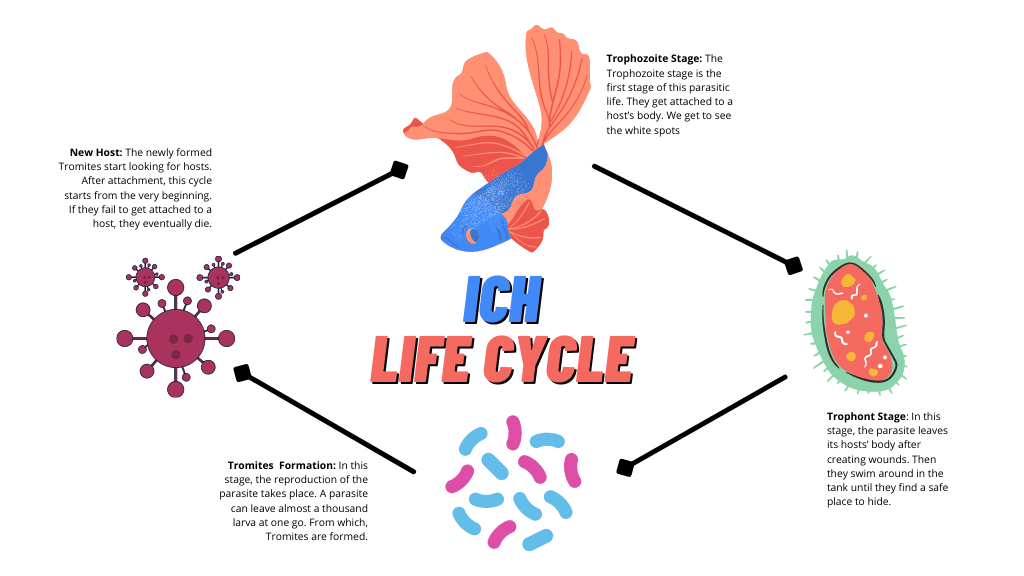 Betta Life Cycle Of Ich