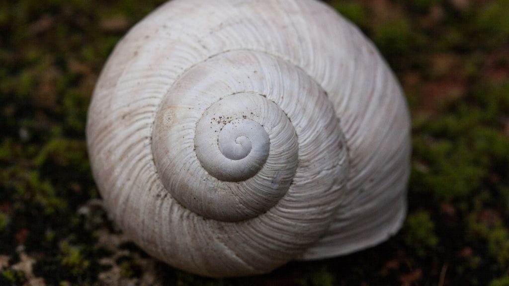 Can Bettas and Snails Get Along? The Experts Weigh In 10 Ivory Snails Can Bettas and Snails Get Along? The Experts Weigh In