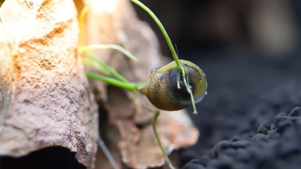 Can Bettas and Snails Get Along? The Experts Weigh In 11 Nerite Snails Can Bettas and Snails Get Along? The Experts Weigh In
