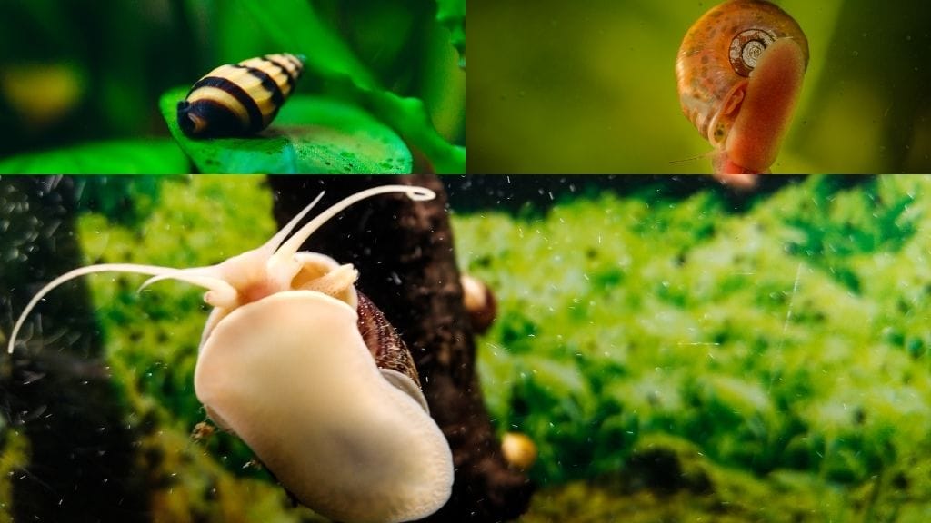 What Snails Can Live With Bettas