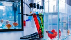 Can Bettas Recognize Their Owners