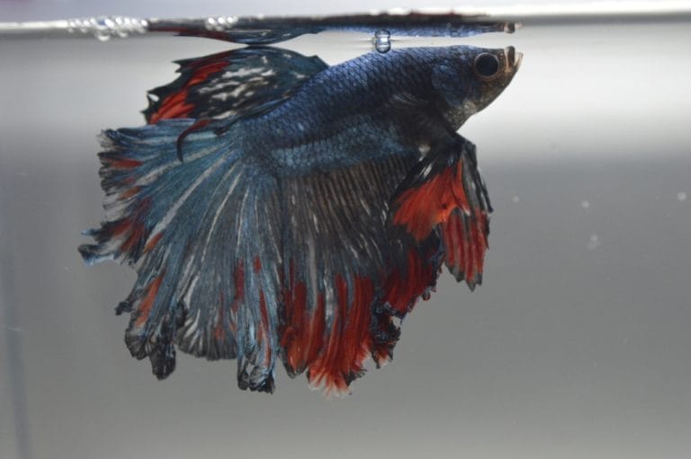 Why Your Betta is Lethargic and Sitting at the Bottom of the Tank?
