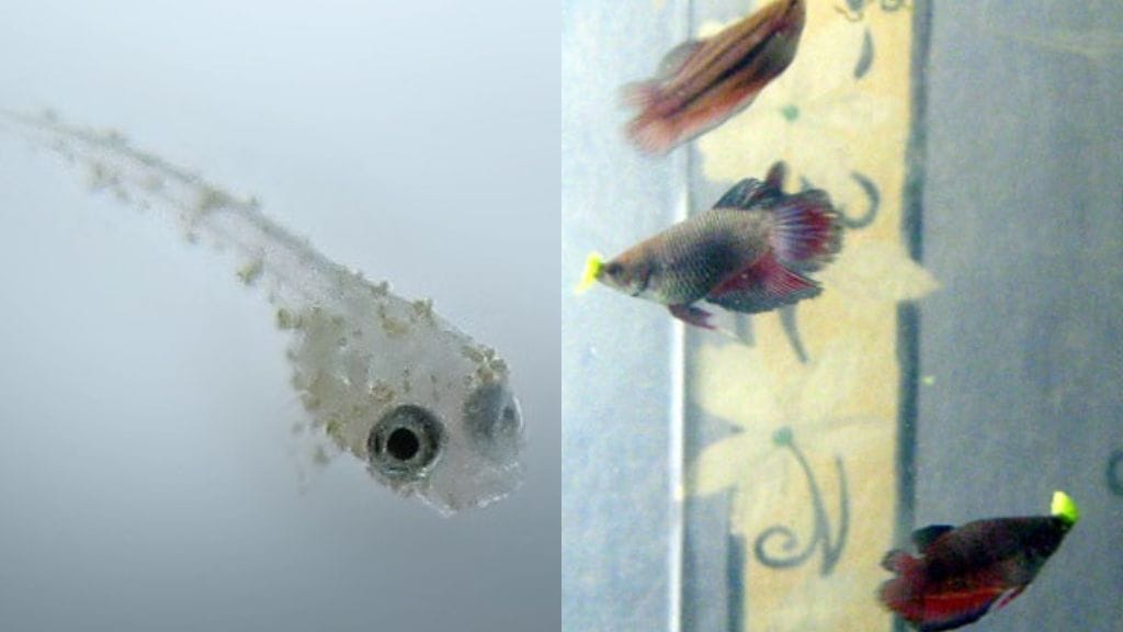 How To Increase Betta Fry Survival Rate? Acuario Pets