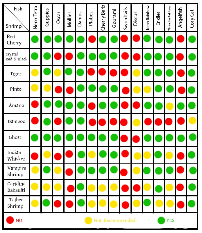 Freshwater Shrimp & Fish Compatibility Chart [Illustrated] Acuario Pets