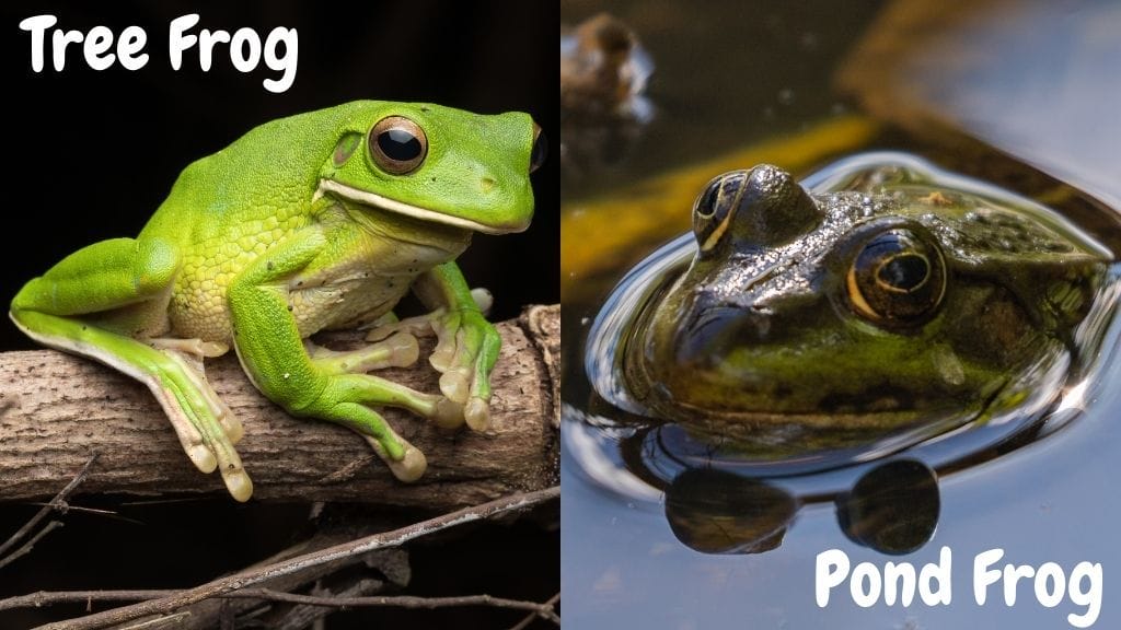 Can Tree Frogs Swim Like Pond frogs