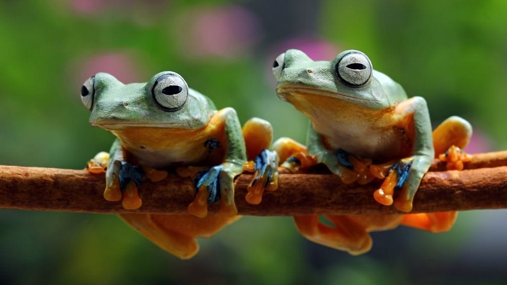 Can You Keep Multiple Tree Frogs Together
