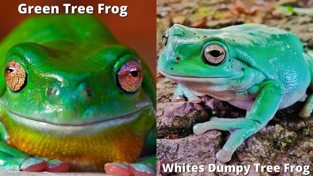 Green Tree Frog vs Whites Dumpy Tree Frog