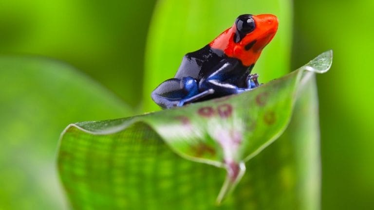 How Big Can A Dart Frog Get