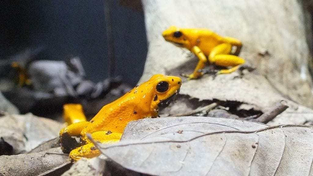 How Many Dart Frogs Can Live Together