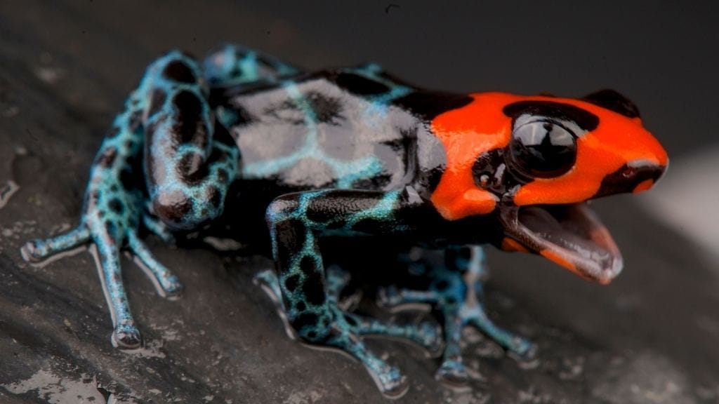 Why Is My Dart Frog Not Eating