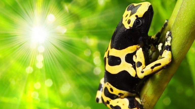 Why Is The Poison Dart Frog So Colorful