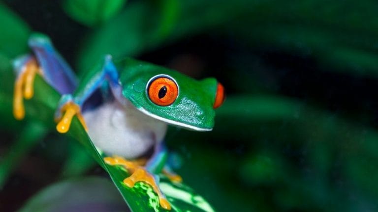 Why My Tree Frog Peed On Me