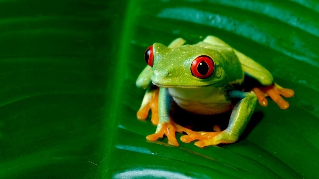 Why Tree Frogs Change Color