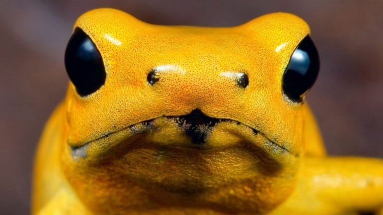 how did my dart frog die