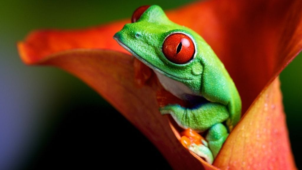 how tree frogs change color