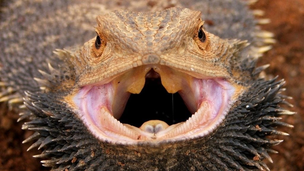 Are Bearded Dragons Poisonous