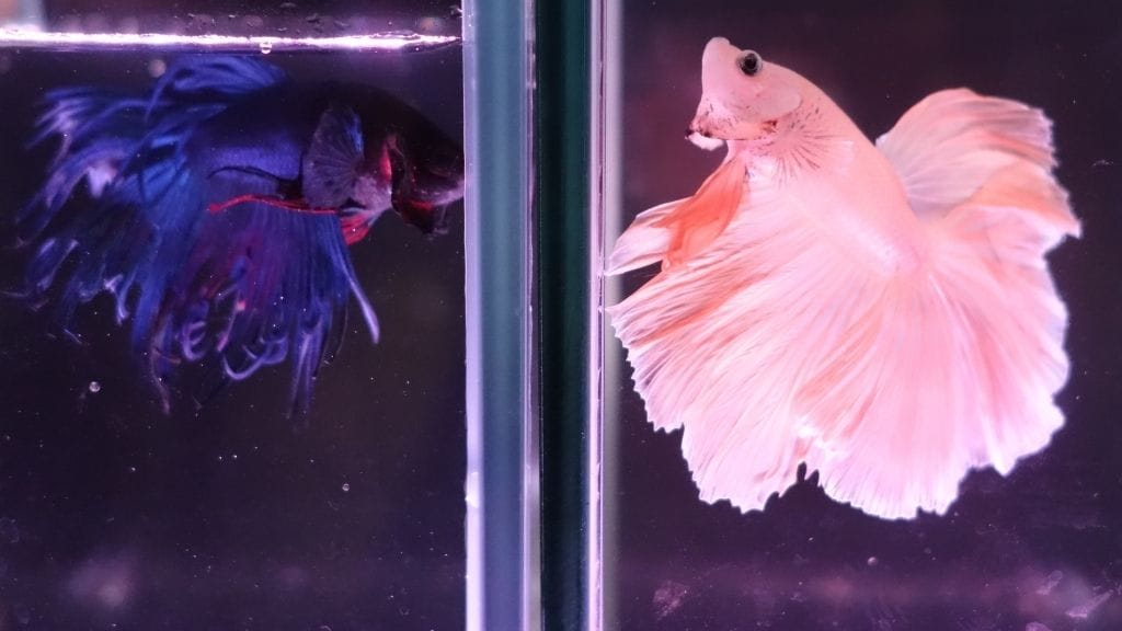 Are Black Lights Bad For Betta Fish?- Should I Avoid It?