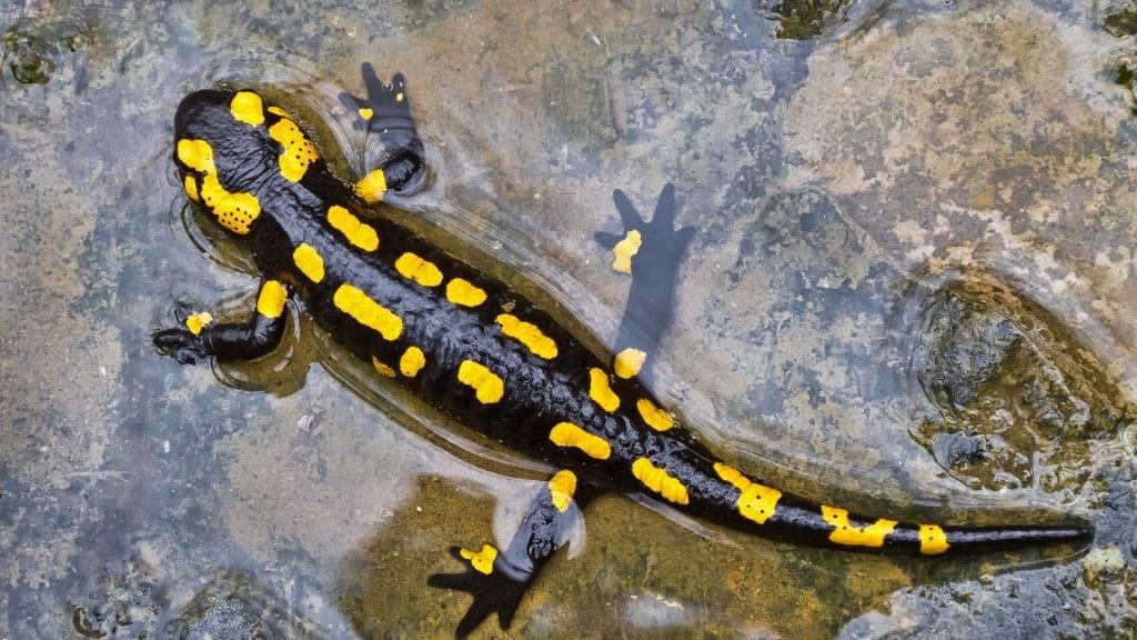 Can A Salamander Swim