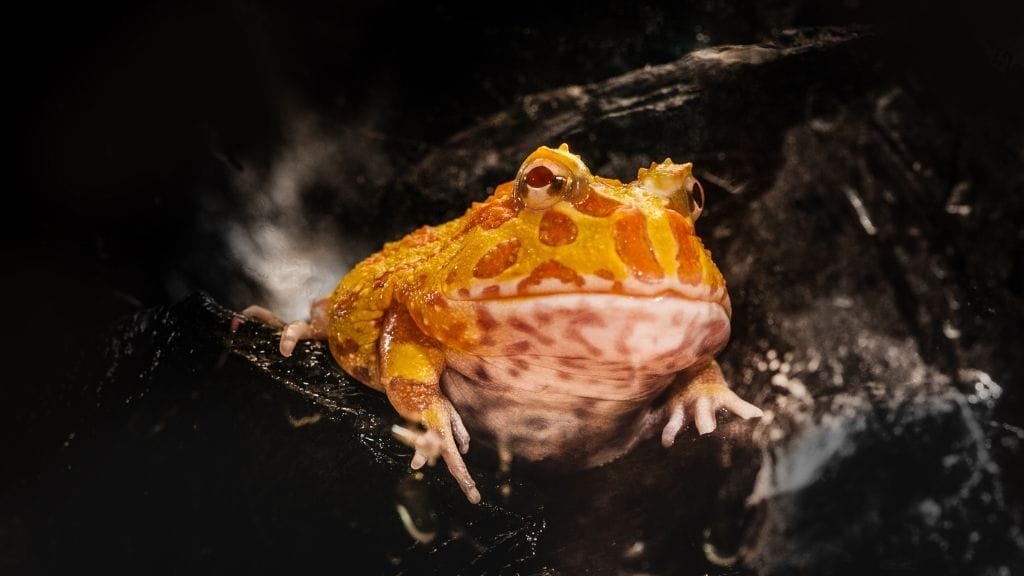 Can Multiple Pacman Frogs Live Together?