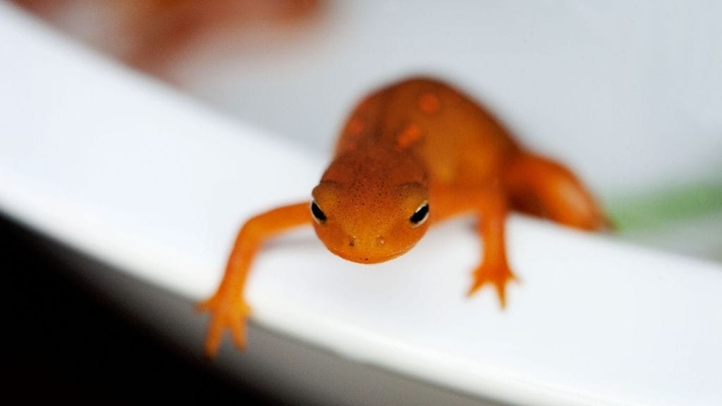 Can Newts And Fish Live Together? - Acuario Pets