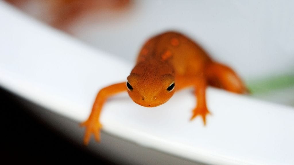 Can Newts And Fish Live Together?
