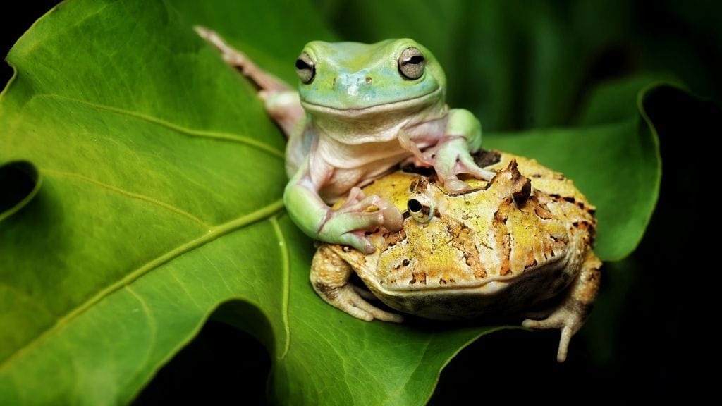 Can Pacman Frogs Live With Tree Frogs