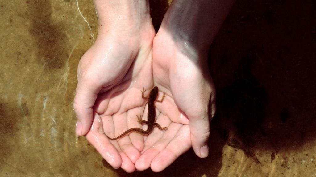 Can Salamander Breathe Underwater