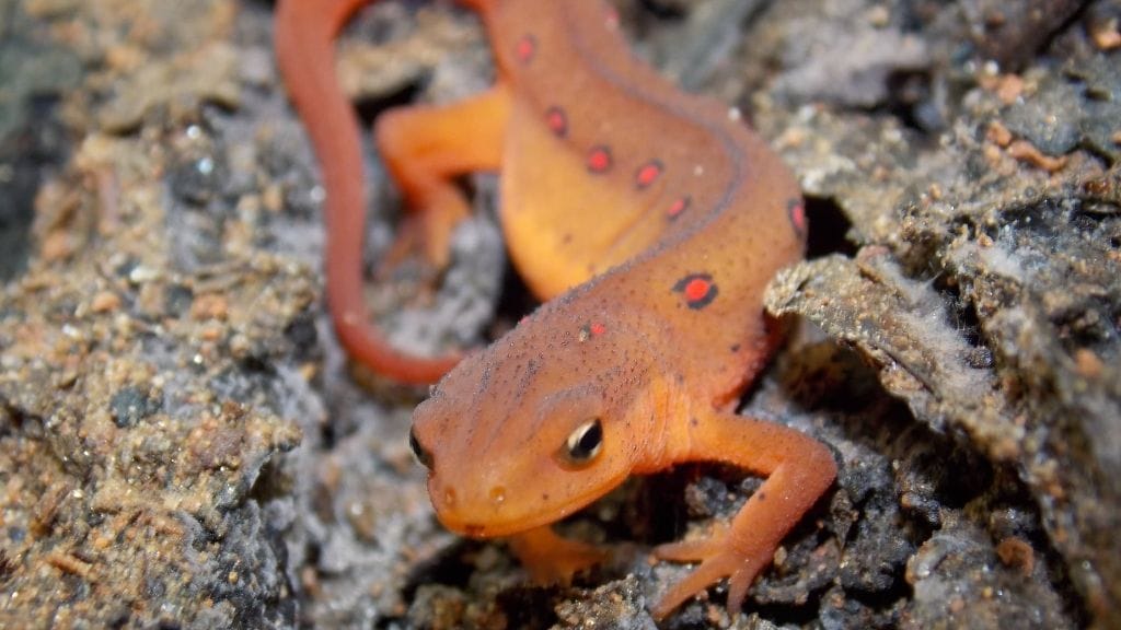 Can You Have A Newt As A Pet?