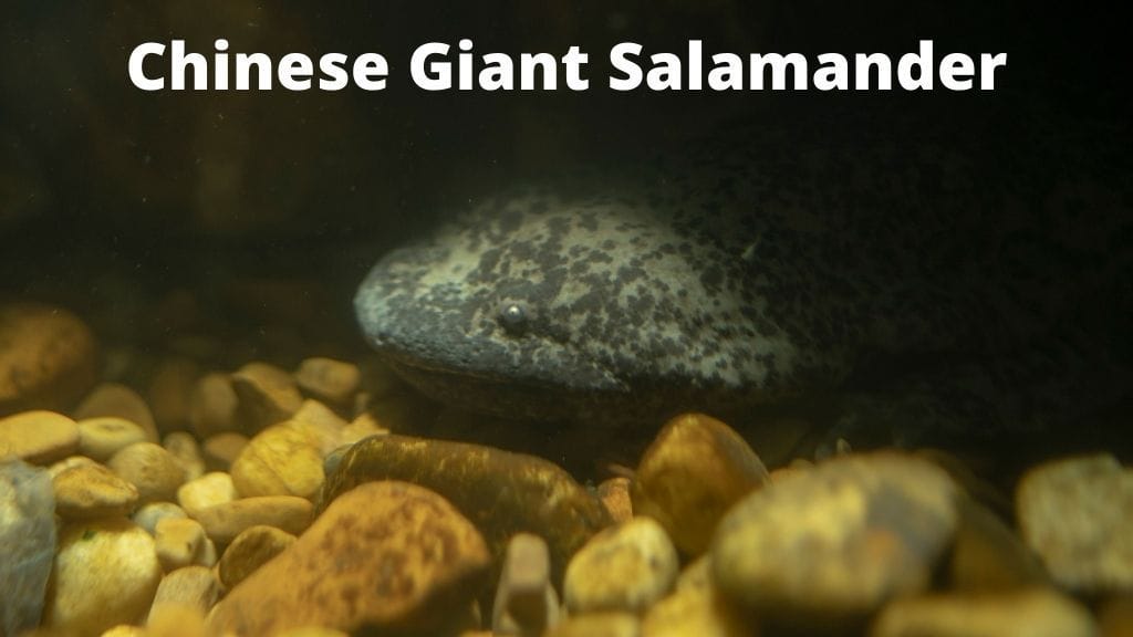 Chinese Giant Salamander