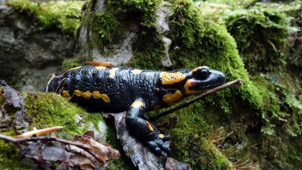 _Fourche Mountain Salamander