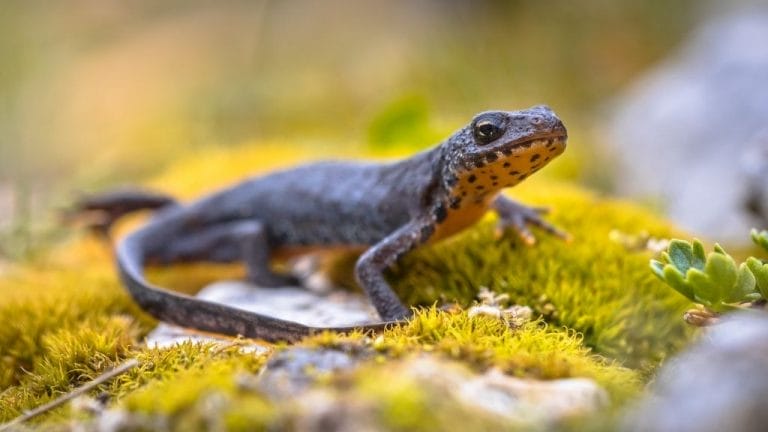 How Long Do Newts Live