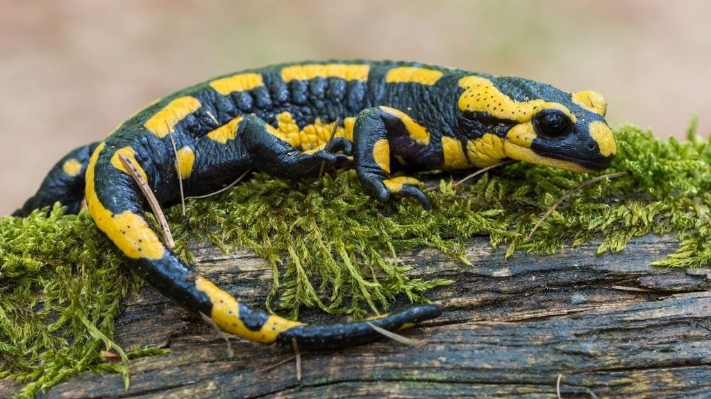 How Long Do Salamanders Live?