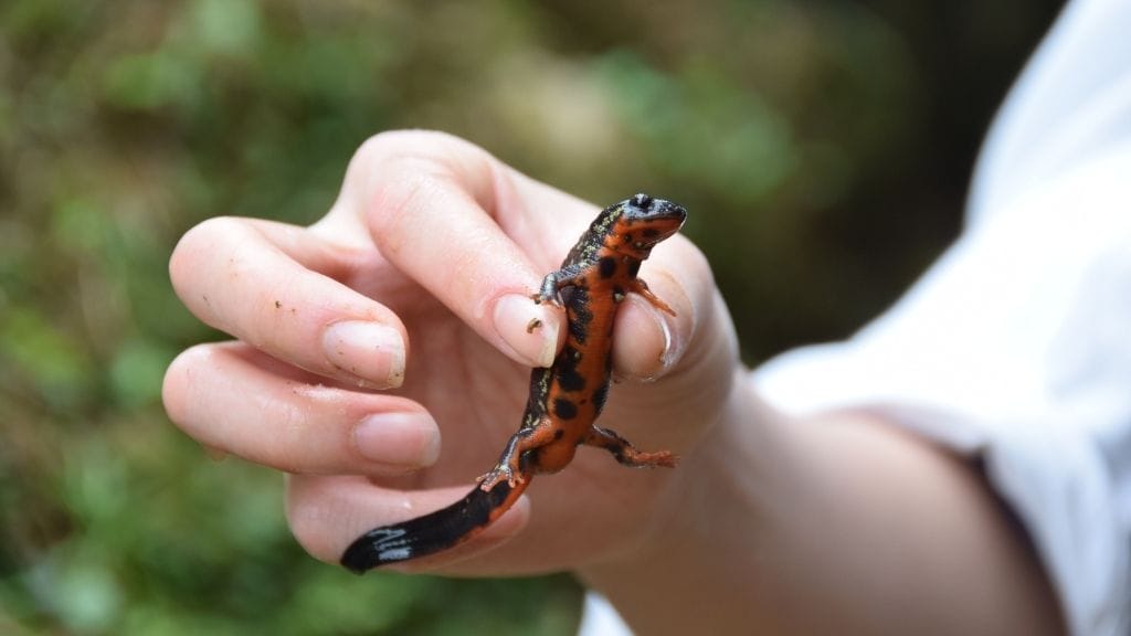 How Much Does A Newt Cost?