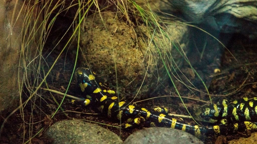 How Much Does A Pet Salamander Cost?