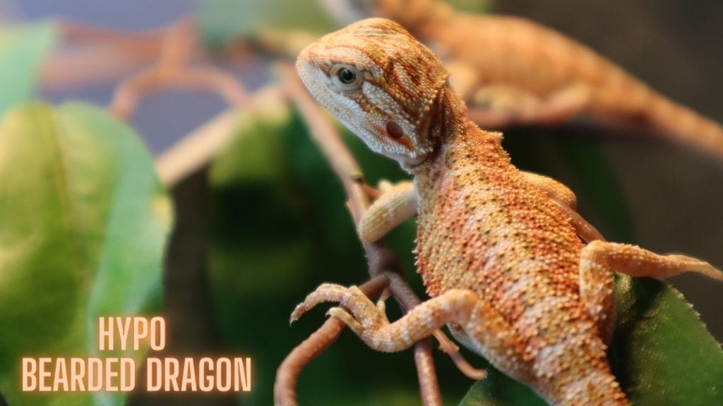 Hypo Bearded Dragon