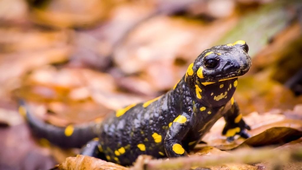 Is Salamander A Fish