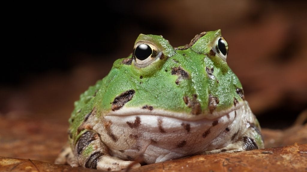Pacman Frog Lifespan: How Long Do They Live?
