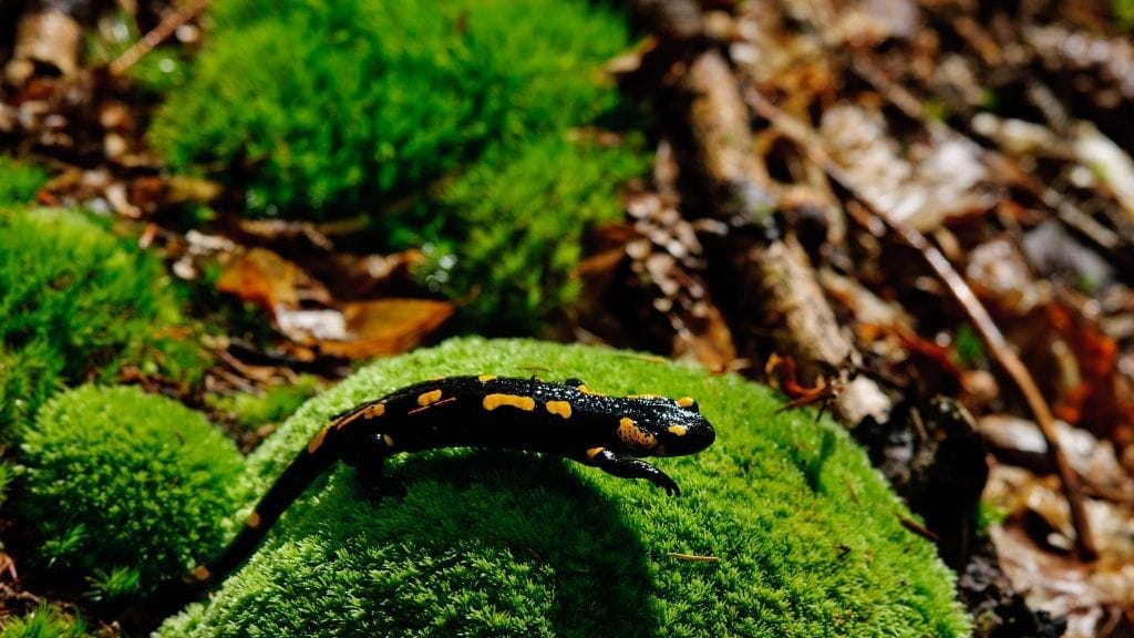 Pet Salamander Cost
